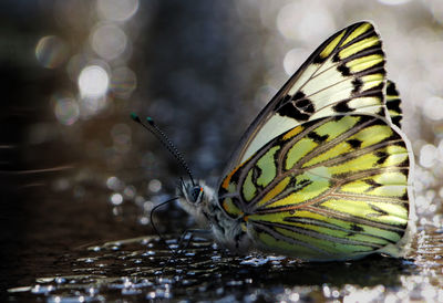 Close-up of butterfly on leaf