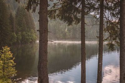 Scenic view of lake in forest