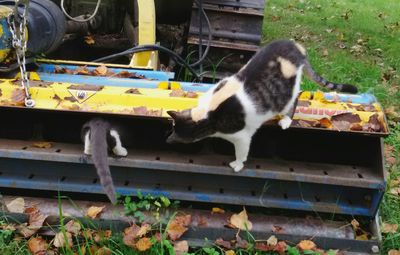 Cat on yellow cart