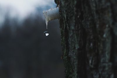Close-up of wet leaf against blurred background