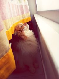 High angle view of cat looking away at home