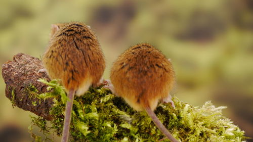 Close-up of sheep on flower