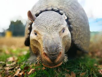 Close-up portrait of elephant