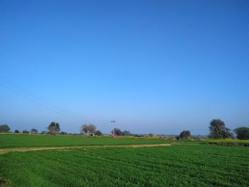 Scenic view of agricultural field against clear blue sky