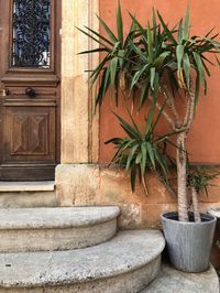 Potted plant against building