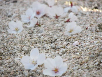 Close-up view of leaves