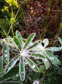 Close-up of wet plants