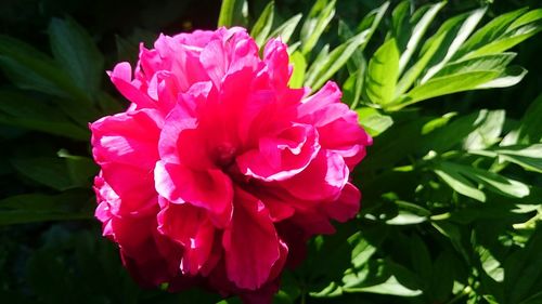 Close-up of pink rose