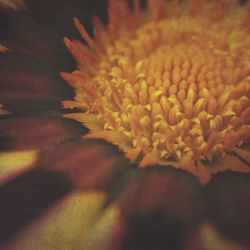 Close-up of yellow flower
