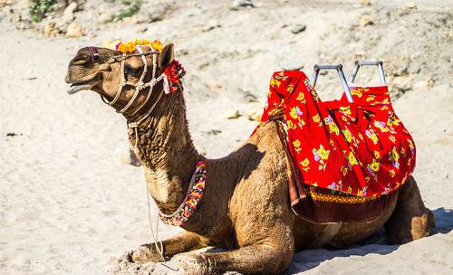 Close-up of camel waiting