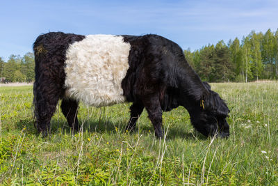 Horse grazing in a field