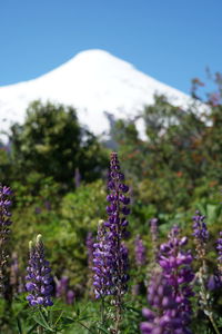 Close-up of purple flowering plants on field