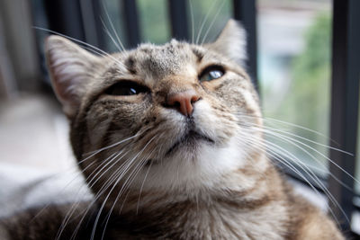 Close-up of tabby cat