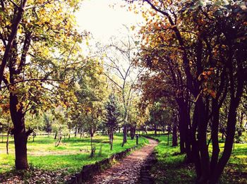 Footpath along trees