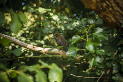 Bird perching on branch