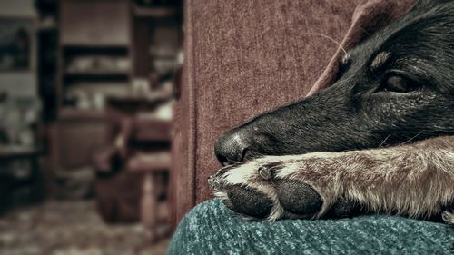 Close-up of a dog sleeping at home