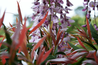 Close-up of plant against white background