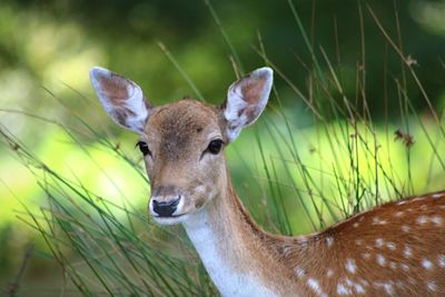 Portrait of fallow deer