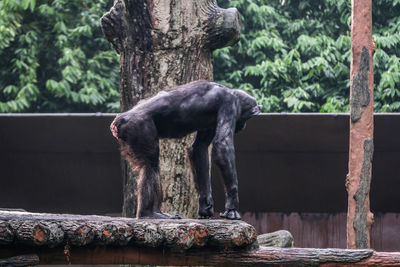 Monkey on tree trunk in zoo