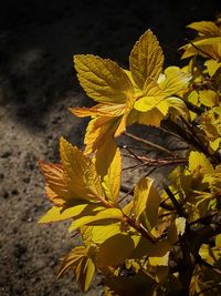Close-up of yellow leaves on plant