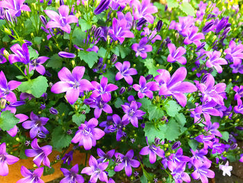 High angle view of purple flowering plants
