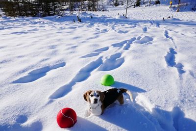 Dog with ball in snow