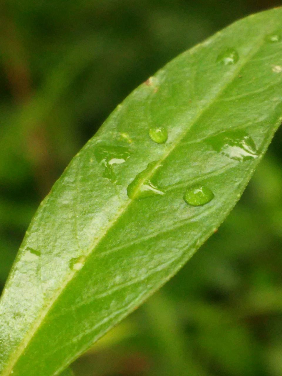 leaf, green color, close-up, focus on foreground, growth, leaf vein, nature, selective focus, plant, drop, beauty in nature, green, wet, freshness, outdoors, day, water, no people, fragility, leaves