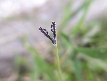 Close-up of snow on plant platyptilia is a genus of moths in the family pterophoridae 