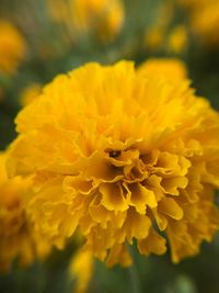 Close-up of yellow marigold blooming outdoors