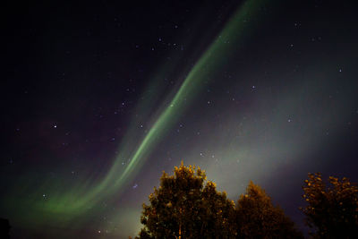 Low angle view of trees against sky at night