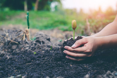 Midsection of person holding leaf on field