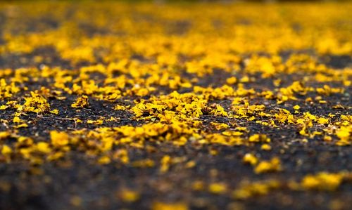 Full frame shot of yellow flowering plant on road