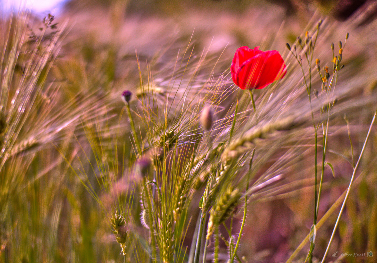 Poppy in the fueld Memories Summer Poppy Flowers Poppies  Meike50mm Manual Focus Manual Lenses Nature Photography Natural Flower Head