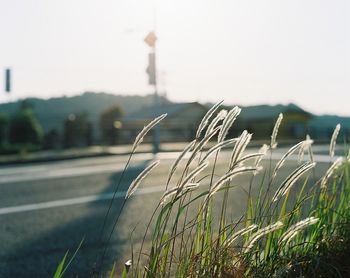 Close-up of grass against clear sky