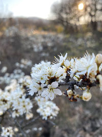 Close-up of cherry blossom