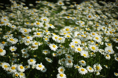 Close-up of fresh yellow flowers blooming in field