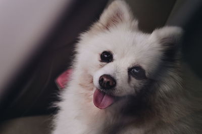 Close-up portrait of white dog