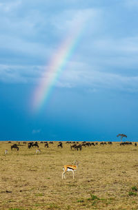 Rainbow over a field