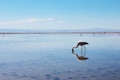 Cranes perching in sea against sky