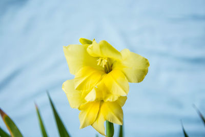 Close-up of yellow flowering plant