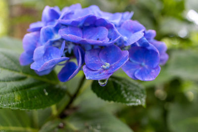 Close-up of purple flowering plant