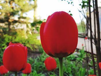 Close-up of red balloons on plant