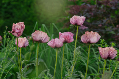 Close-up of pink flowering plants