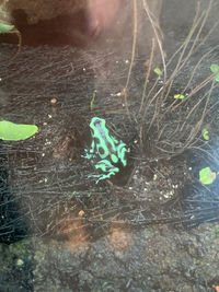 High angle view of insect on ground