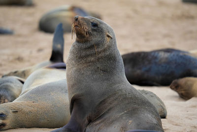 Close-up of seal at beach