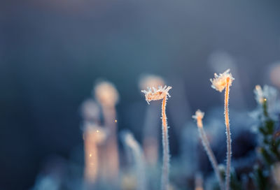 Close-up of frozen plants on field