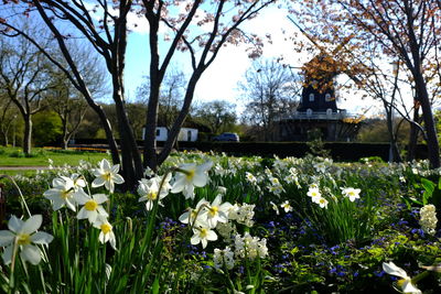 Close-up of flowers blooming on tree