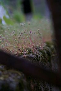 Close-up of plants growing in moss