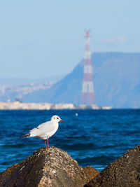 Seagull perching on rock by sea against sky