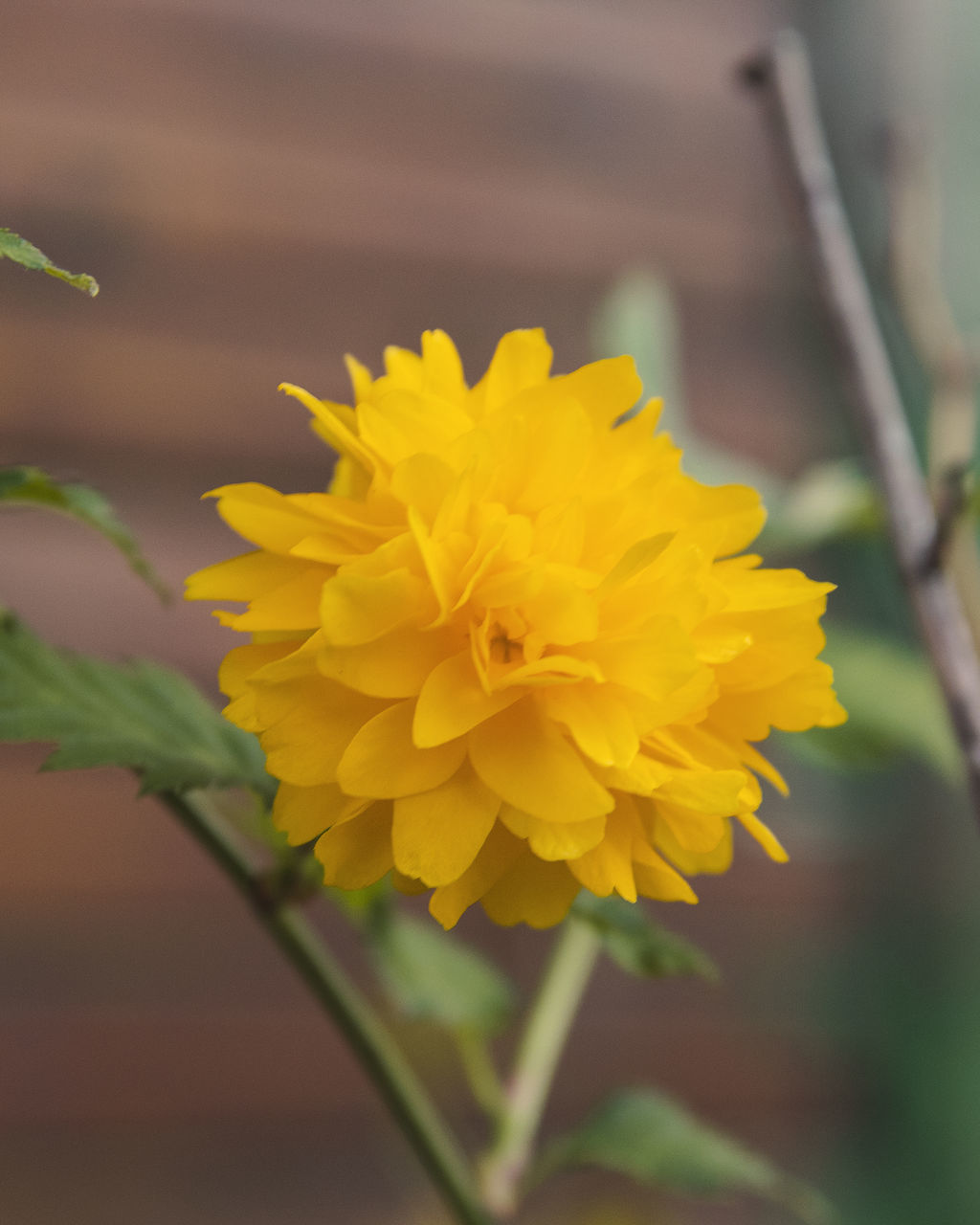 CLOSE-UP OF YELLOW FLOWER ON PLANT